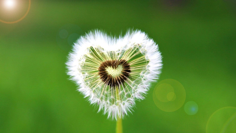 Homeopathic Medicine For Hay Fever