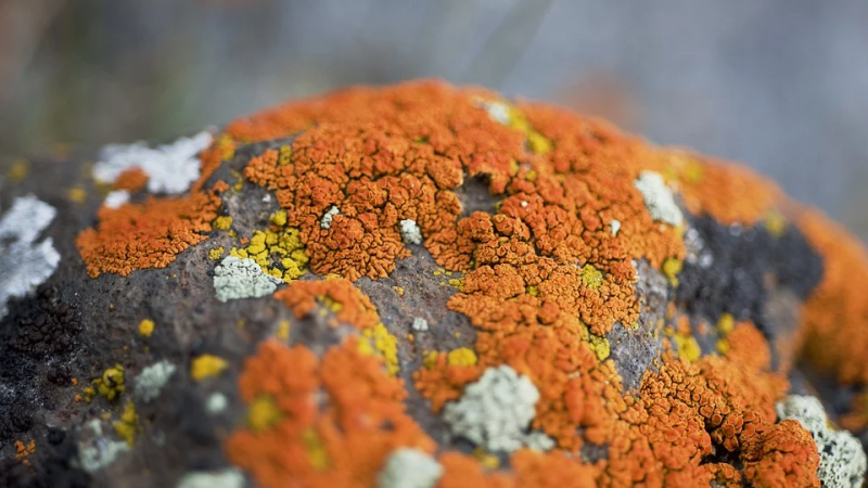 Homeopathic Medicine for Fungal Infection