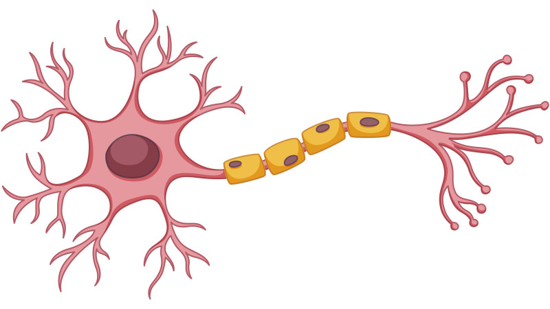 Homeopathy Treatment for Varicose Veins