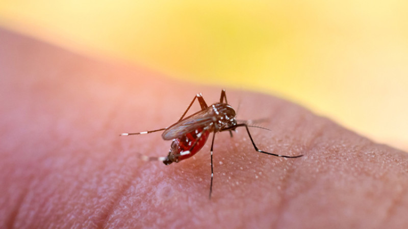 What is the homeopathic preventive medicine for dengue?